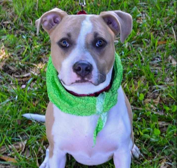 Photo of Aggie