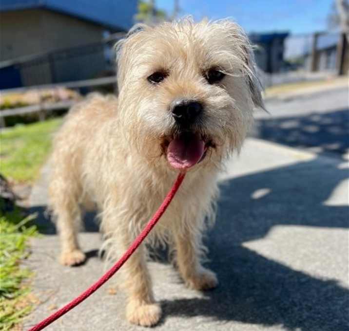 Photo of Chewy *Courtesy Post*