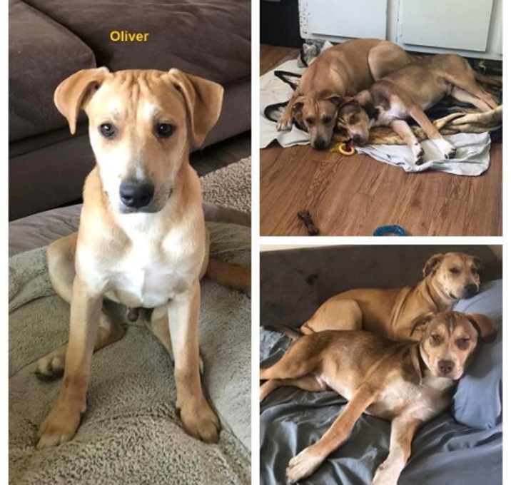 Photo of Oliver