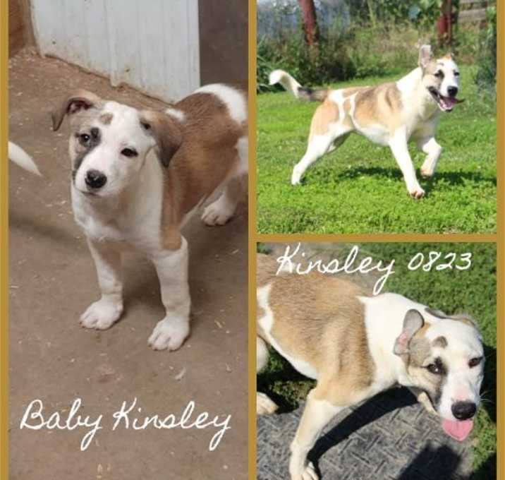 Photo of Kinsley