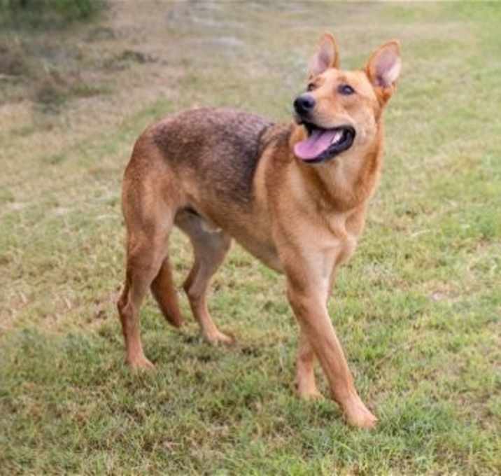Photo of Dusty