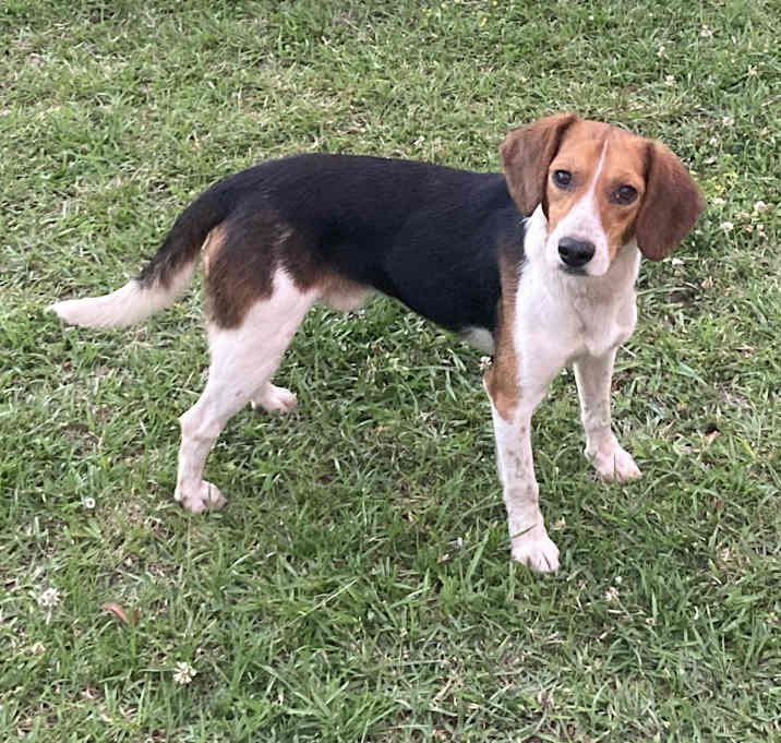 Photo of Biscuit