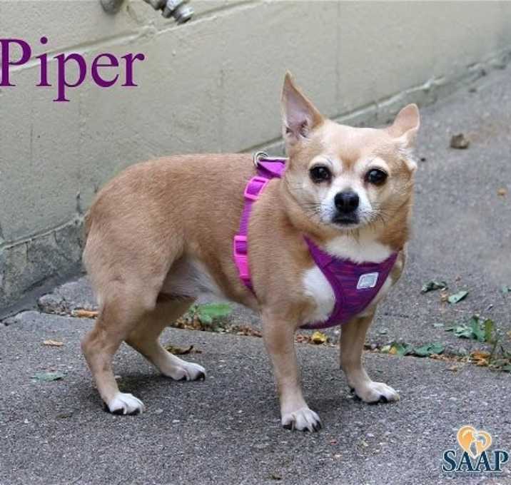 Photo of Piper