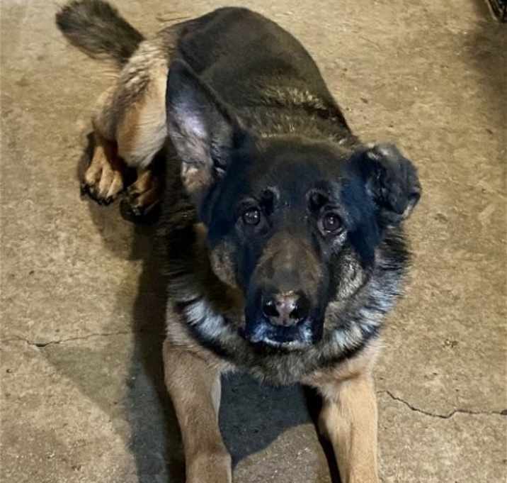 Photo of Koda
