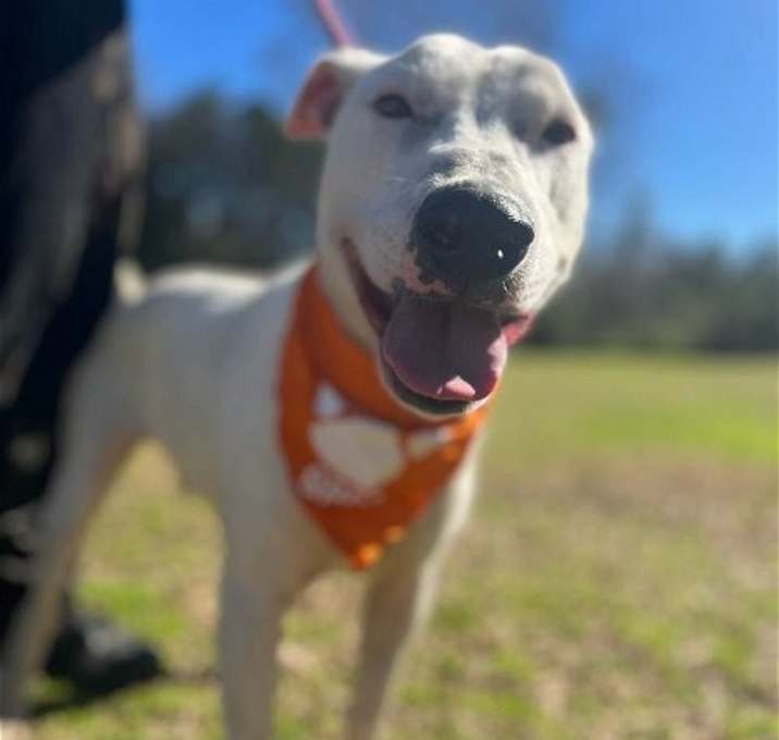 Photo of Buddy