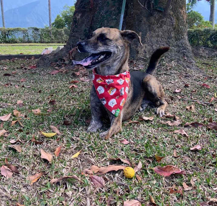 Photo of Didi (Taiwan FMD mixed)