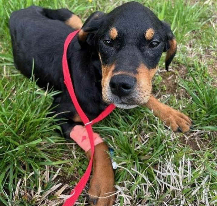Photo of Zuri