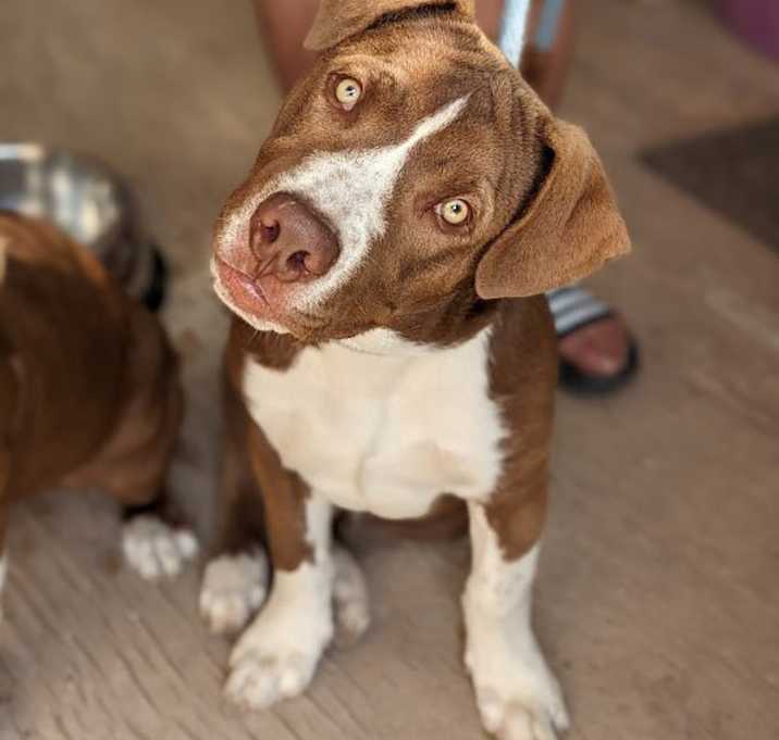 Photo of Macchiato