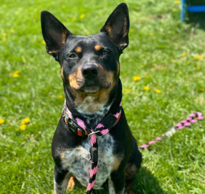 Photo of Daffodil