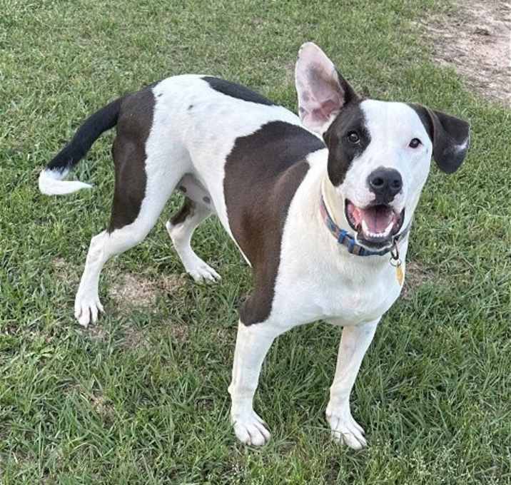 Photo of Watson