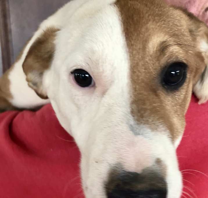 Photo of Tucker