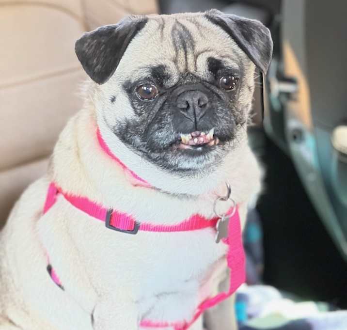 Photo of Lola