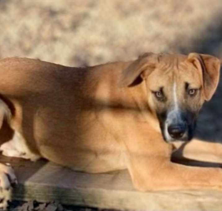 Photo of Scully