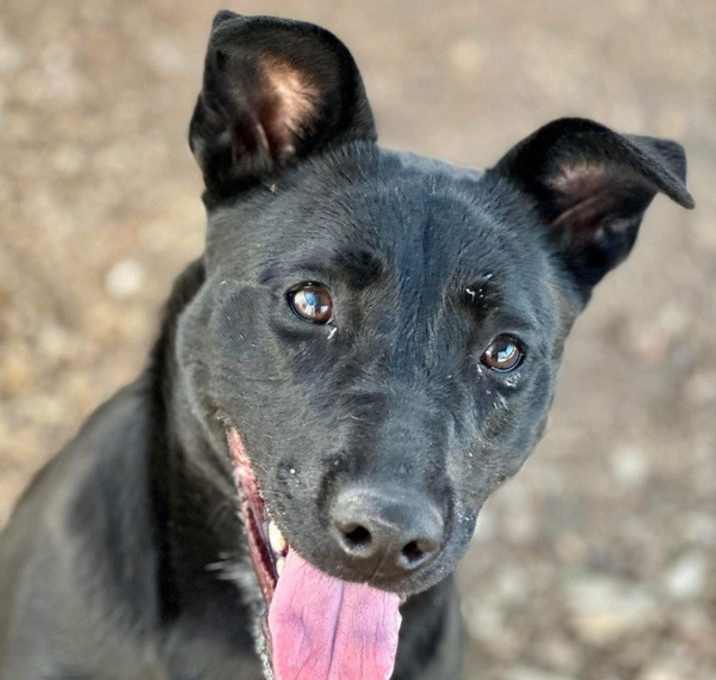 Photo of Darcy