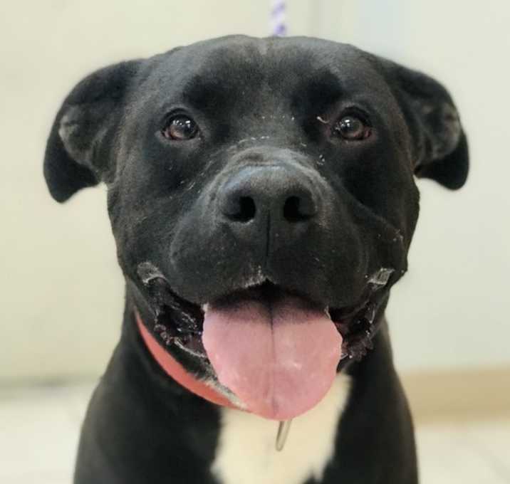Photo of Buddy