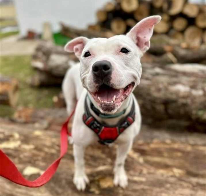 Photo of Sugar