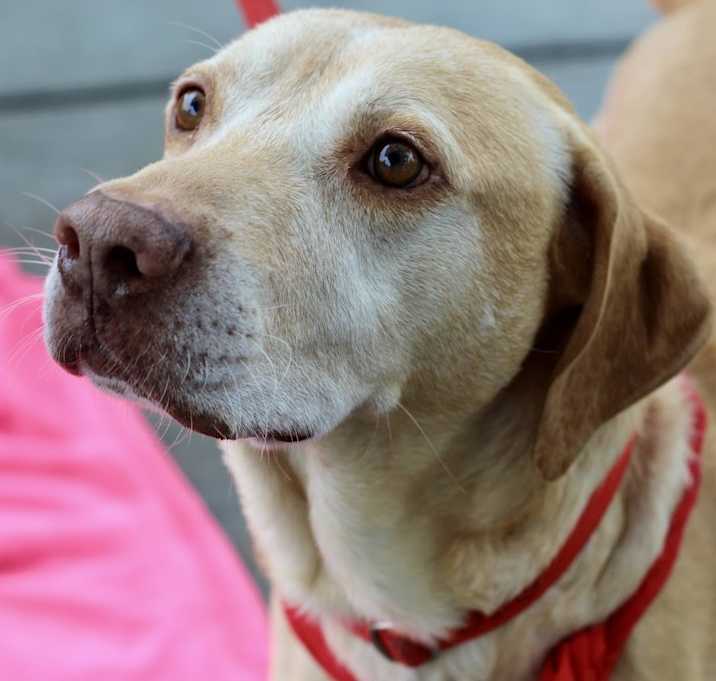 Photo of Hot Dog