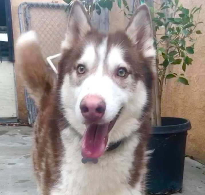 Photo of Handsome Hachi