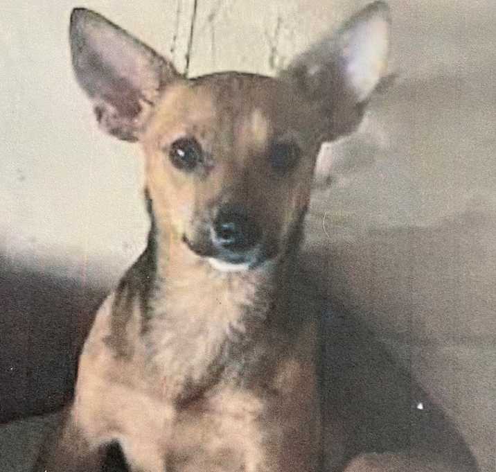 Photo of Alto