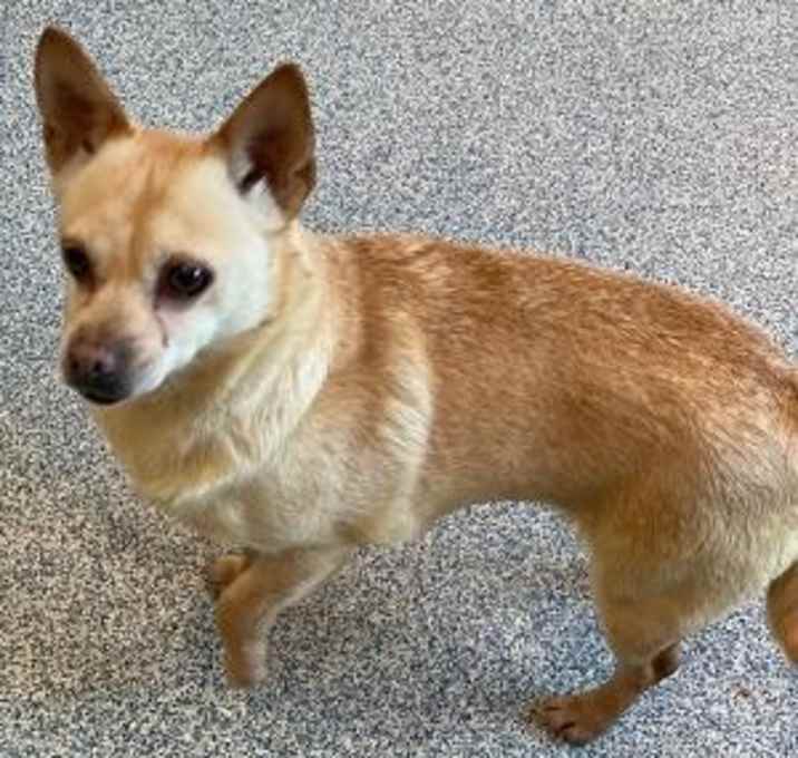 Photo of Taffy