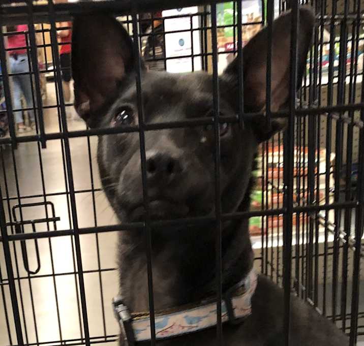Photo of Loki