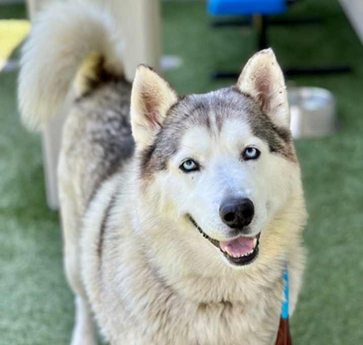 Photo of Okami