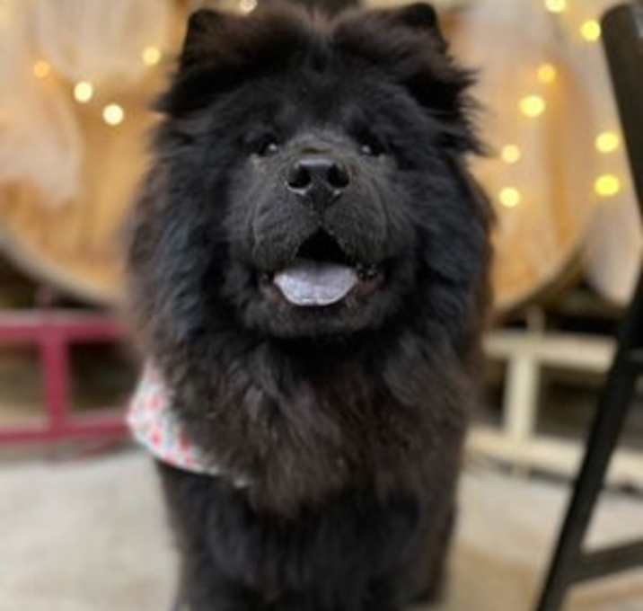 Photo of Nellie