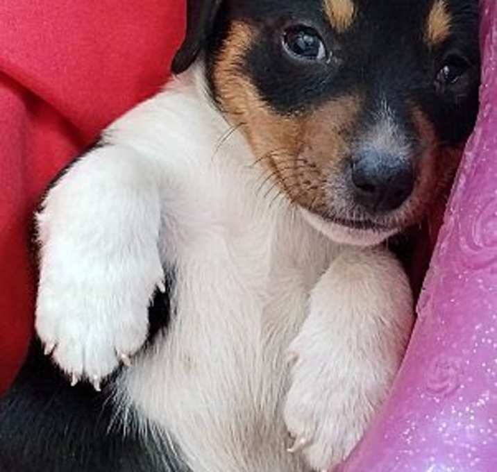 Photo of Biscuit