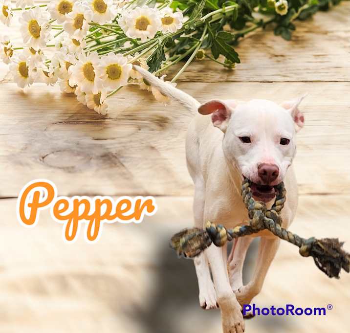 Photo of Pepper