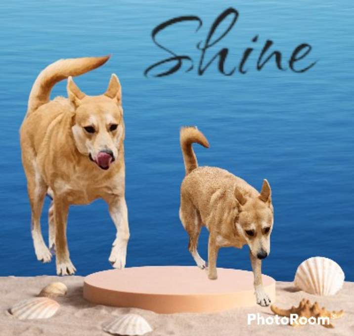 Photo of Shine