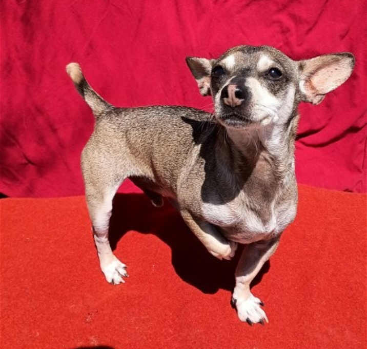 Photo of Bandit-ADOPTED!!
