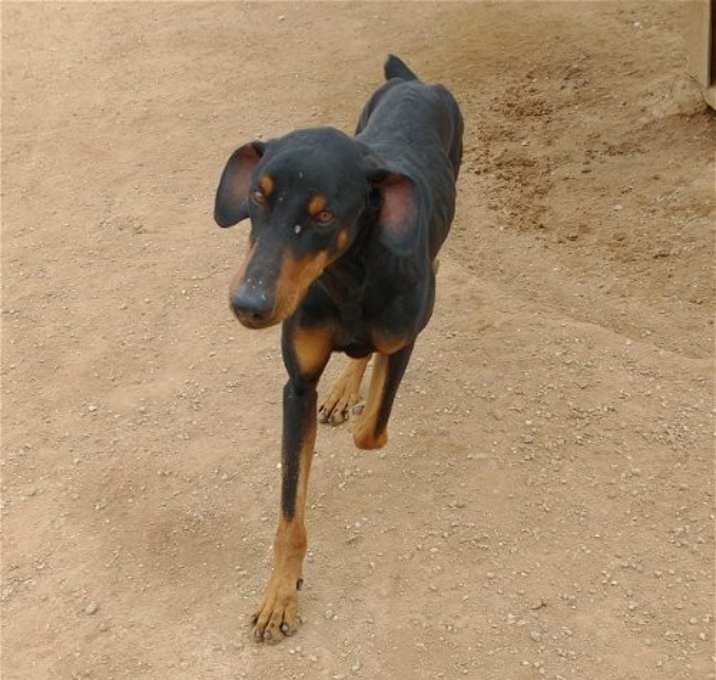 Photo of Dobie -