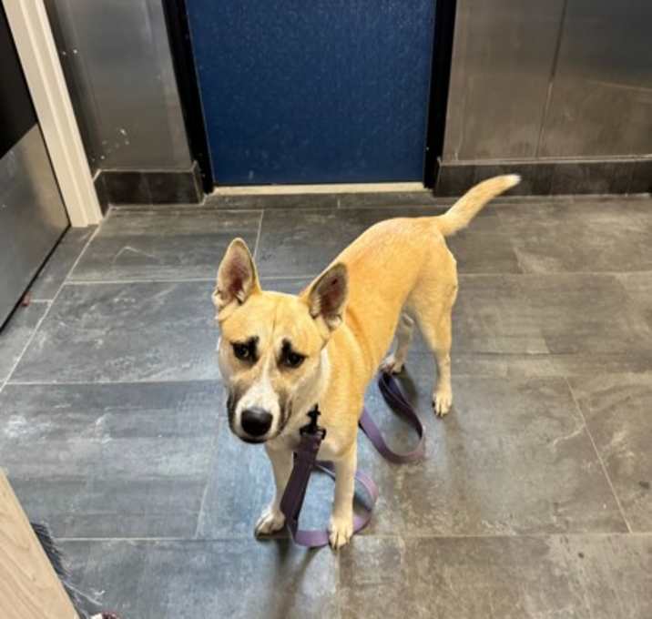 Photo of Muttchie