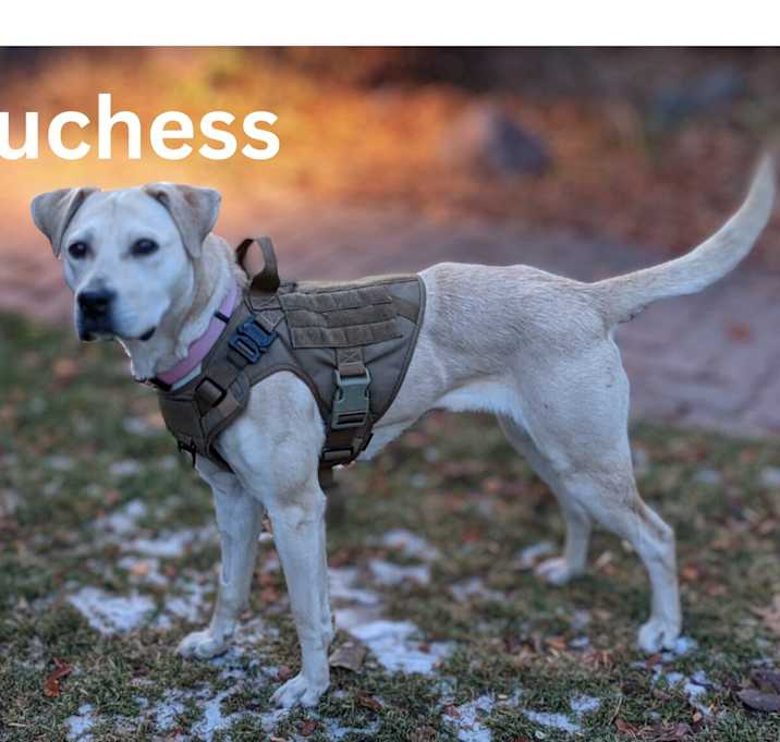 Photo of Duchess