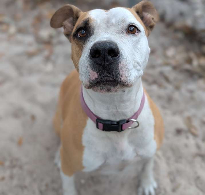 Photo of Maple