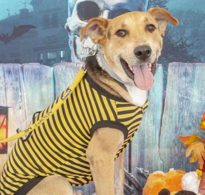 Photo of Gonzo