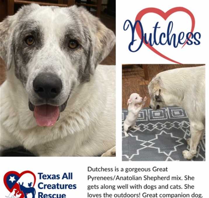 Photo of Dutchess