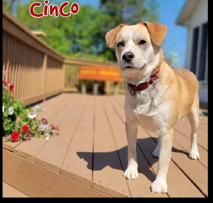 Photo of Cinco
