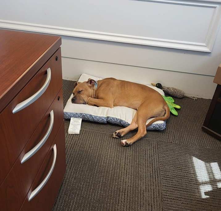 Photo of Scooby