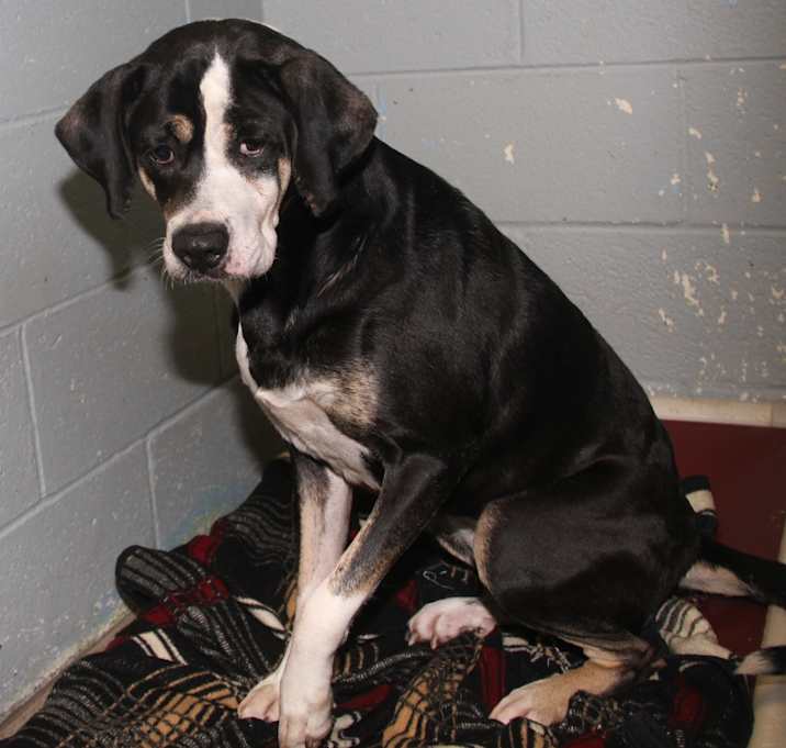 Photo of Emily (Spayed)(Photos 5/22/23)