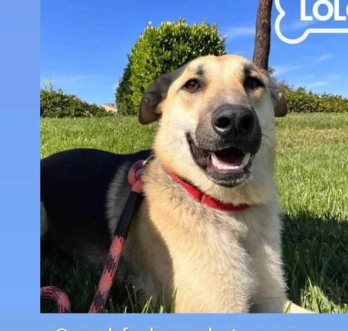 Photo of Lolo