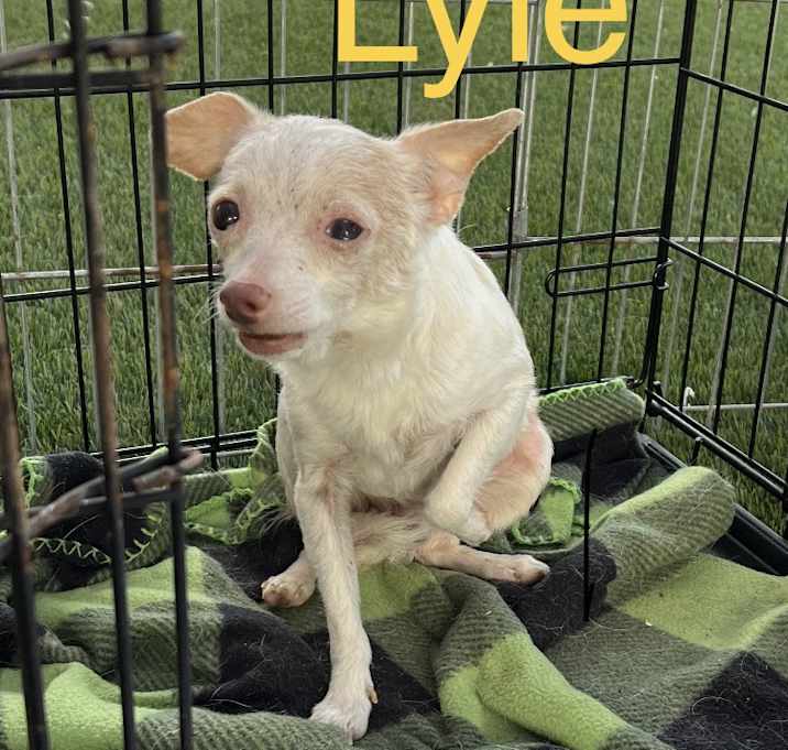 Photo of Lyle