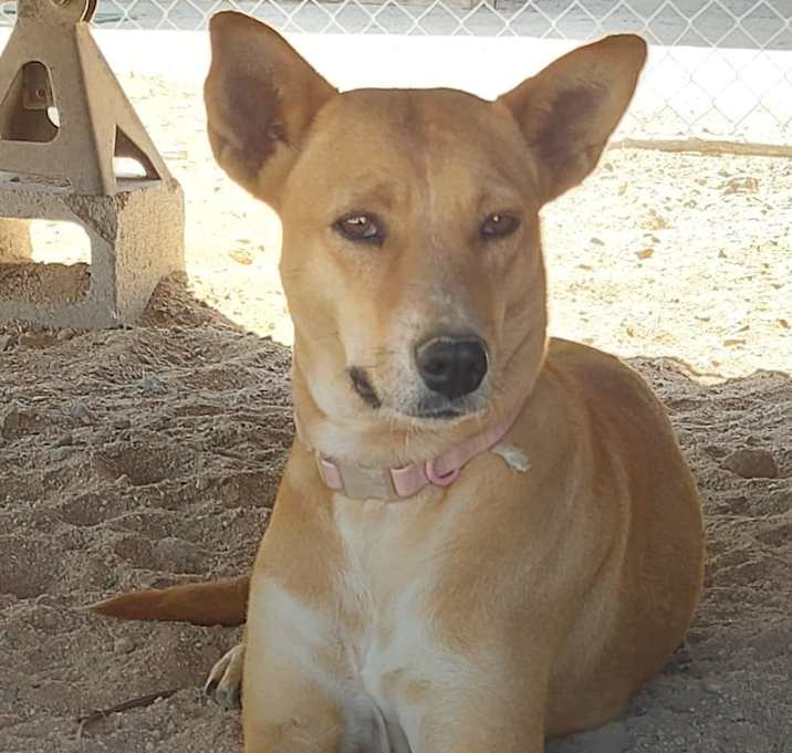 Photo of Cookie