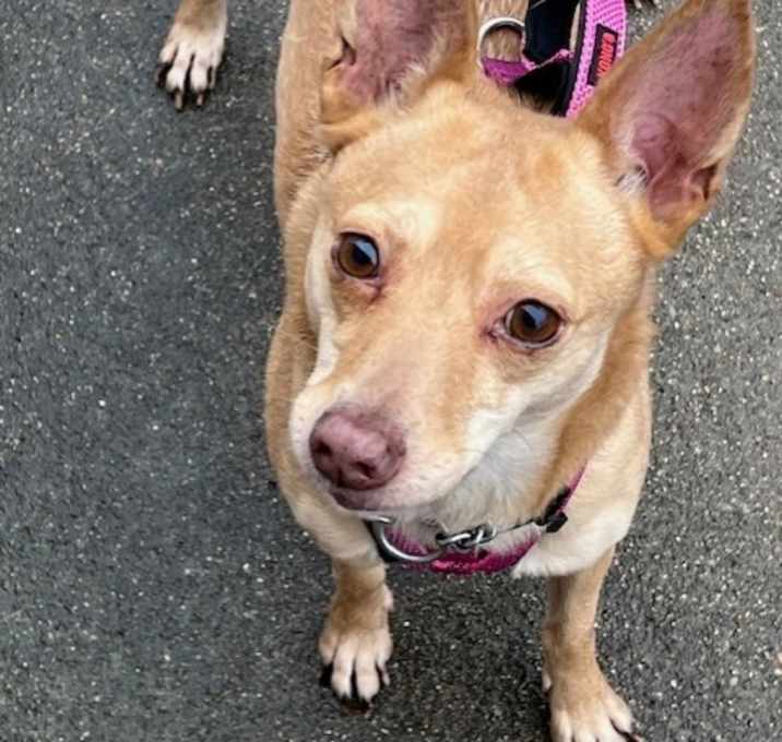 Photo of Phoebe