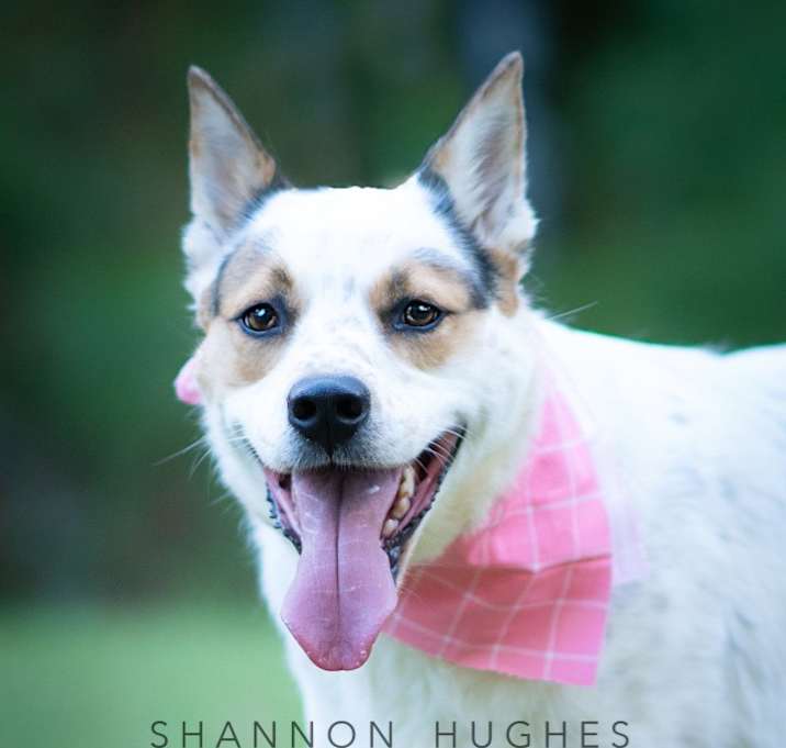 Photo of Dot aka Koda