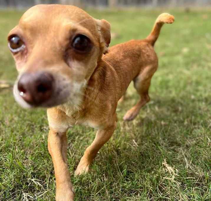 Photo of Coco (formerly Kuzco)