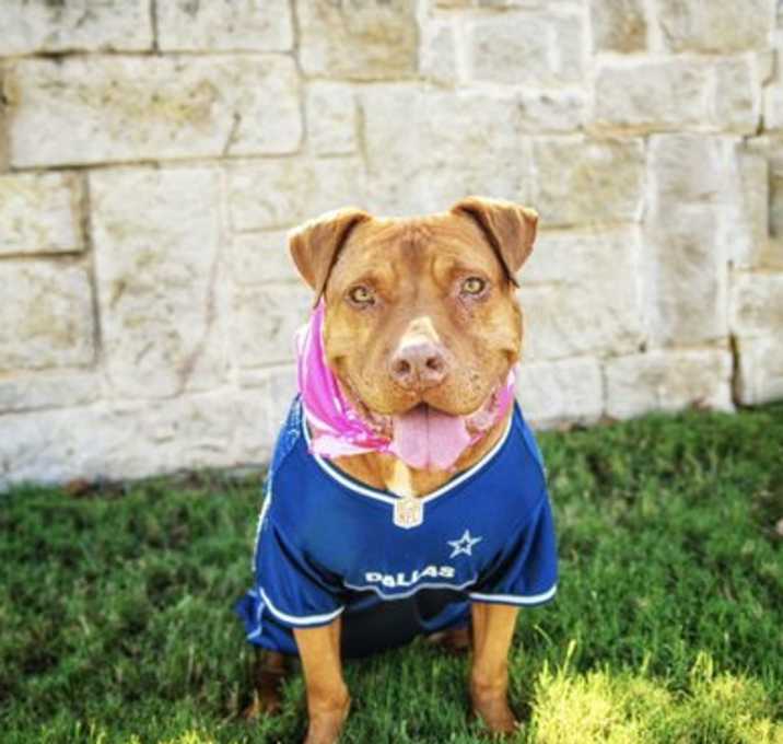 Photo of Nova
