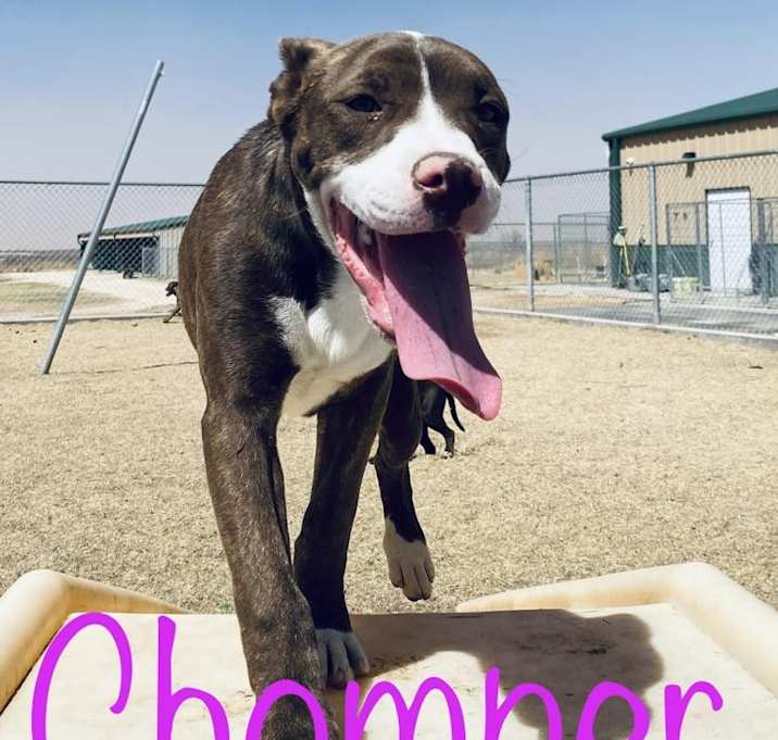 Photo of Chomper