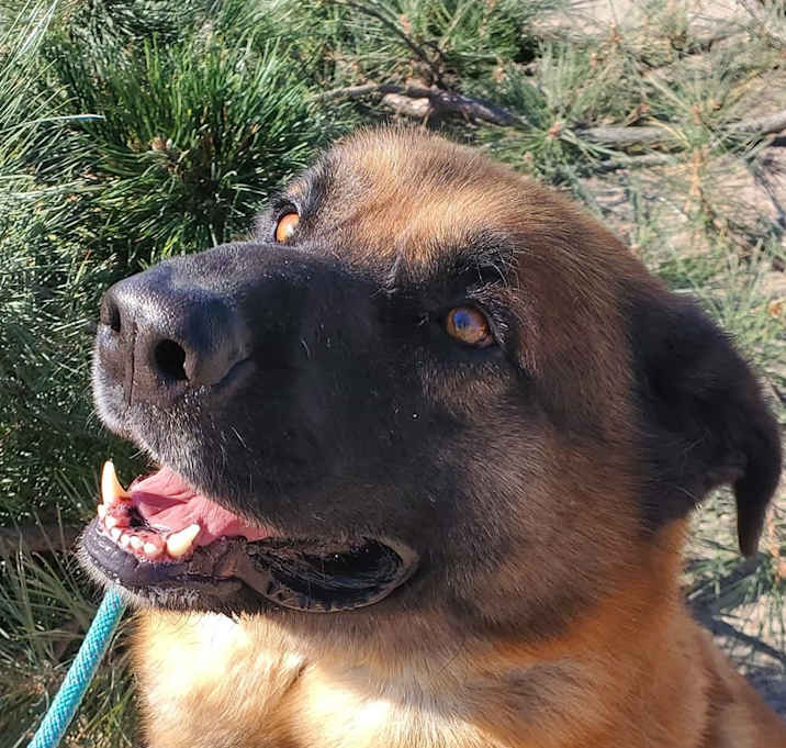 Photo of Bear