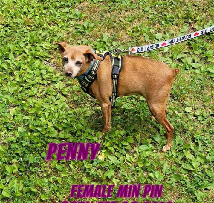 Photo of Penny_
